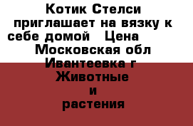 Котик Стелси приглашает на вязку к себе домой › Цена ­ 5 000 - Московская обл., Ивантеевка г. Животные и растения » Услуги   